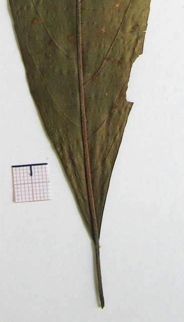 base_atenuada_640