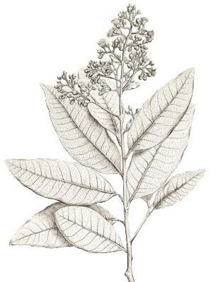 capa_6