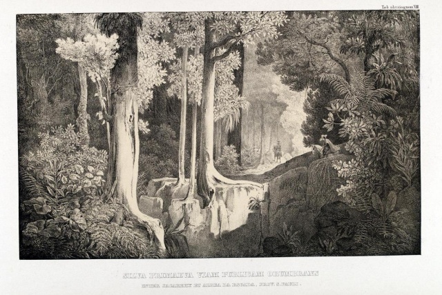 flora_brasiliensis