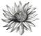 flower_11_01