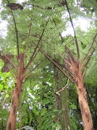 samambaiussus